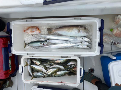 釣れた魚