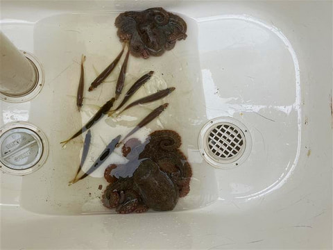 釣れた魚