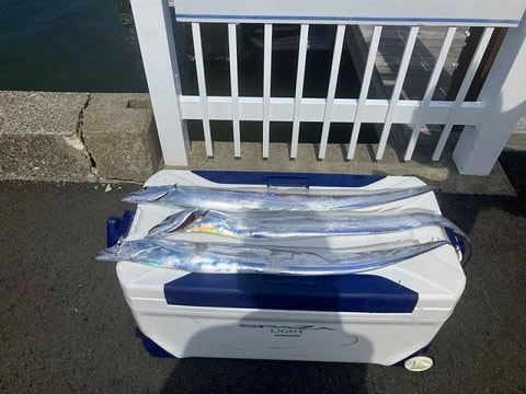 釣れた魚