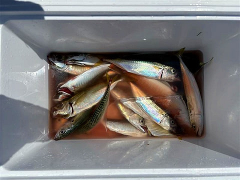 釣れた魚
