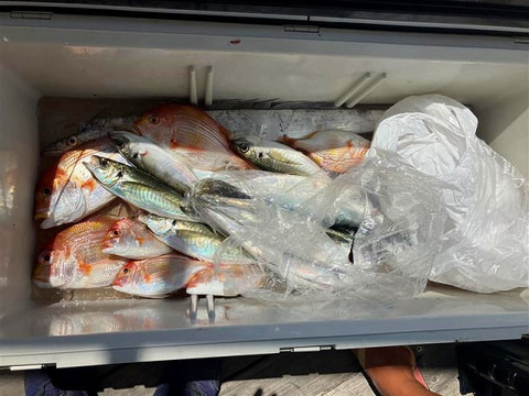 釣れた魚