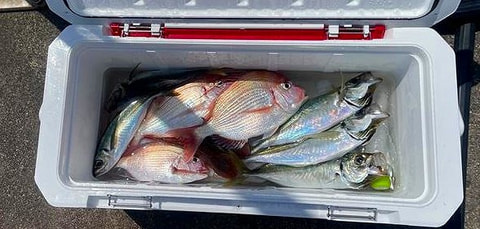 釣れた魚