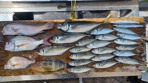 釣れた魚