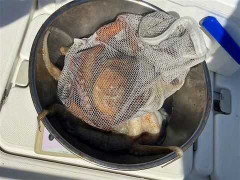 釣れた魚