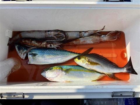 釣れた魚