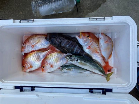 釣れた魚