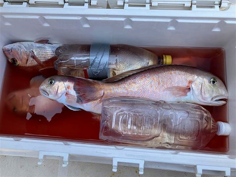 釣れた魚