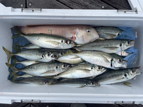 釣れた魚