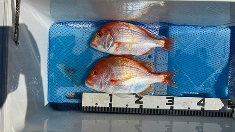 釣れた魚