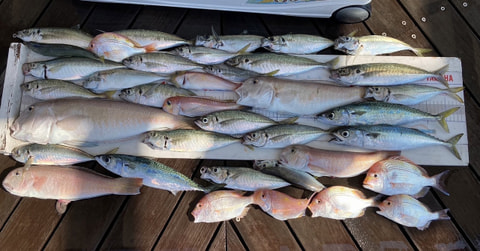 釣れた魚