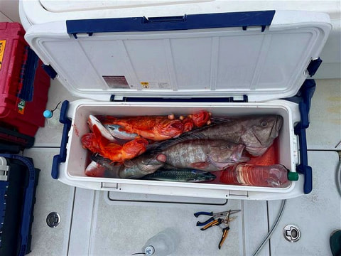 釣れた魚