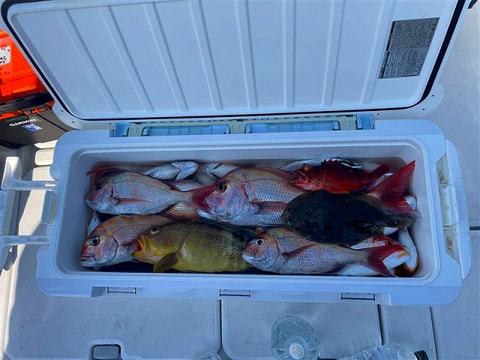 釣れた魚