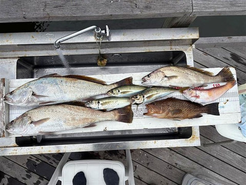釣れた魚