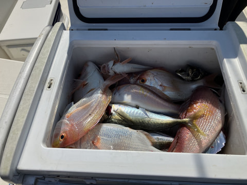 釣れた魚