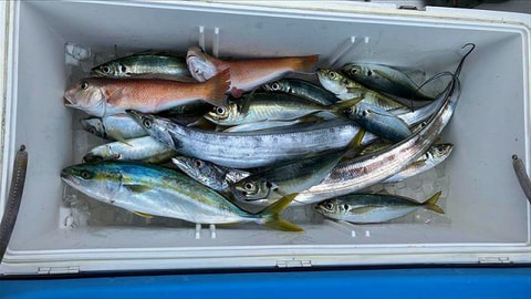釣れた魚