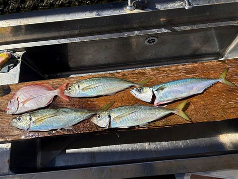 釣れた魚