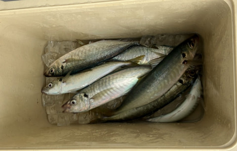 浜名湖内で釣れた魚