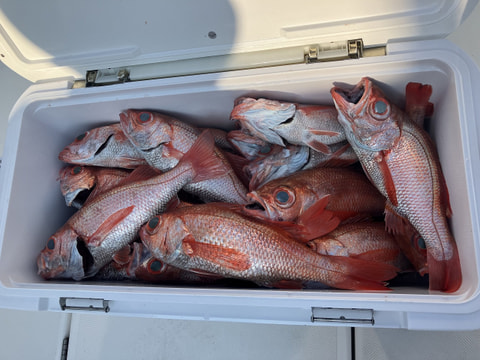 釣れた魚