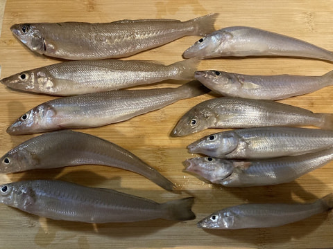 浜名湖内で釣れた魚