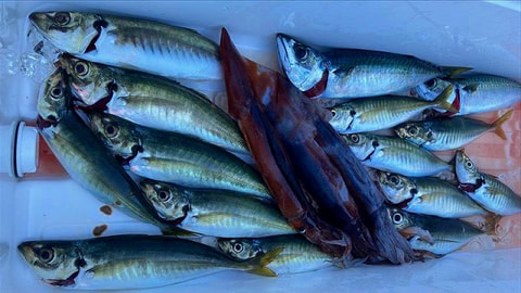 釣れた魚