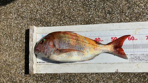 釣れた魚