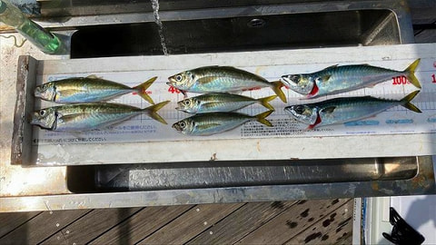 釣れた魚