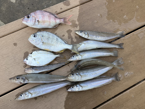 浜名湖内で釣れた魚