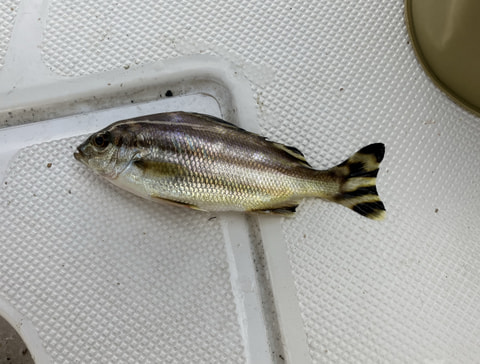 浜名湖内で釣れた魚