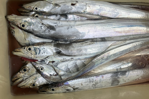 天竜川沖で釣れた魚