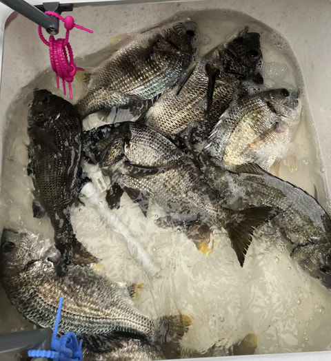 猪鼻湖で釣れた魚