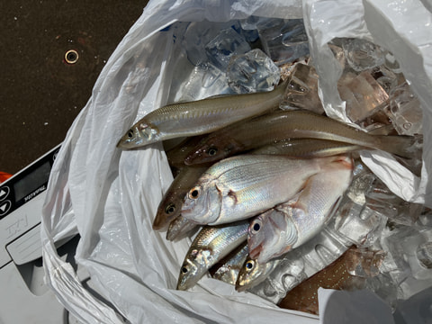 新居弁天海水浴場前で釣れた魚