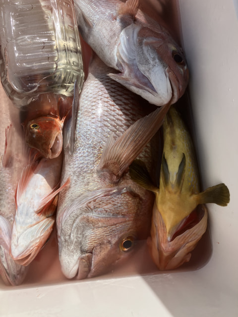 県境　水深40ｍ前後で釣れた魚