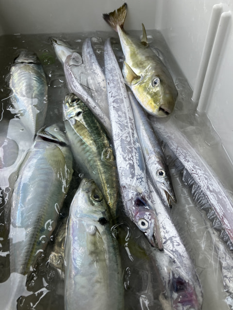 今切沖　水深20ｍ付近で釣れた魚