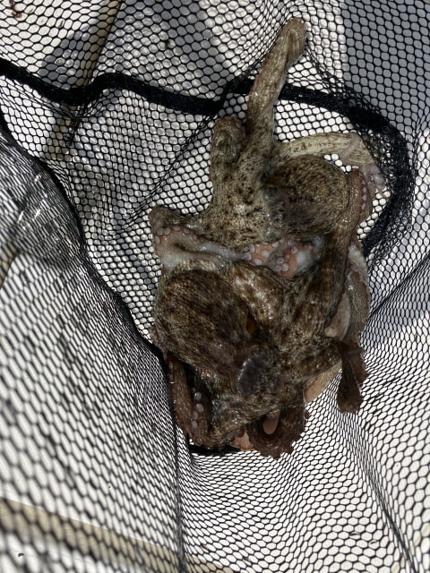 浜名湖内で釣れた魚