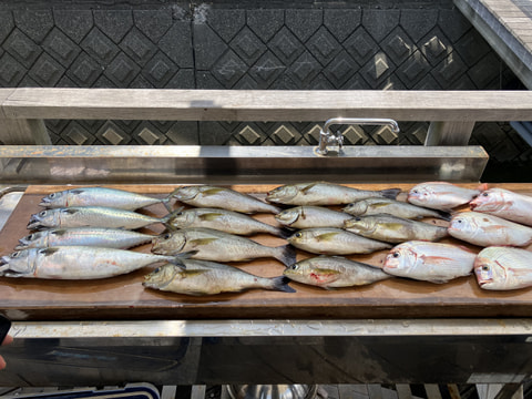 県境漁礁で釣れた魚