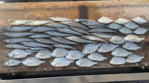 表浜名湖で釣れた魚