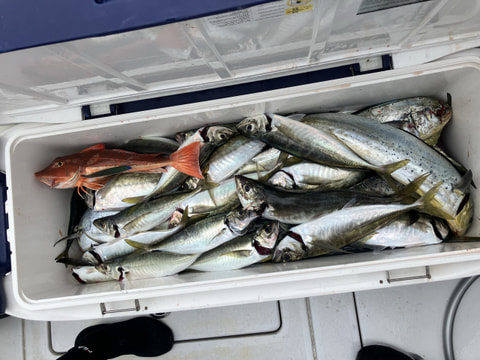 天竜川沖で釣れた魚