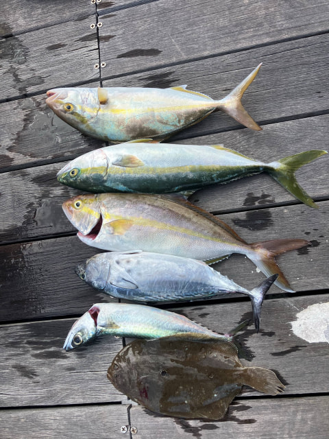 浜名湖沖で釣れた魚
