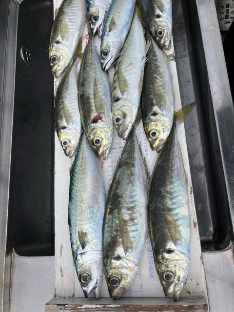 今切り口で釣れた魚