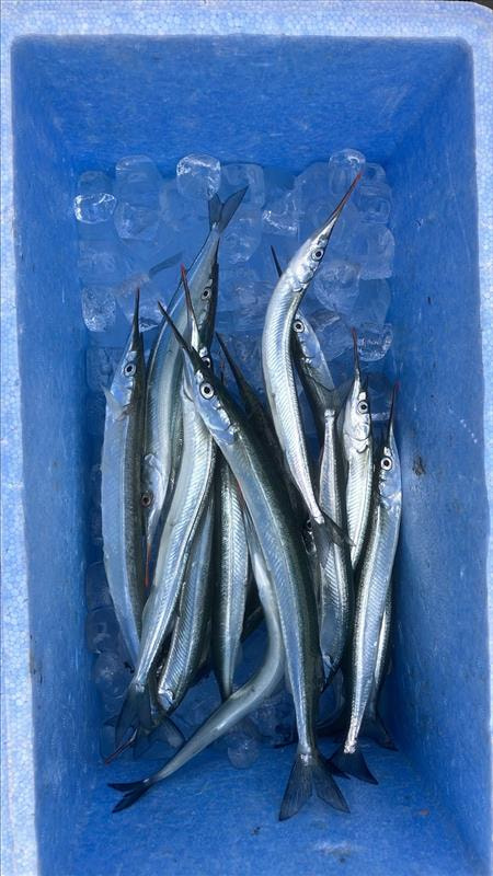 競艇場前で釣れた魚