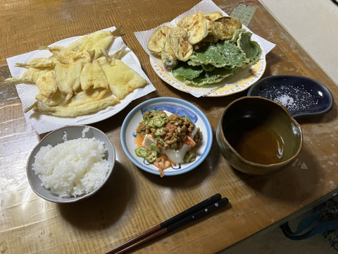 サクラマル・弁天新居浜海水浴場前で釣れた魚