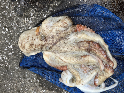 県境で釣れた魚